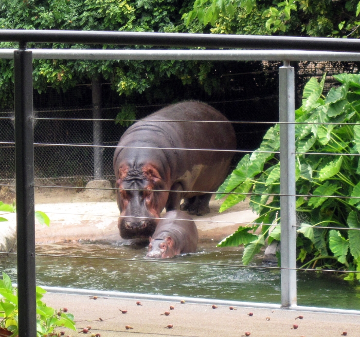 Momma hippo and baby